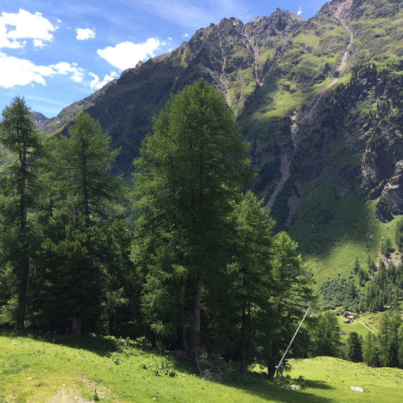 Zirbenbäume in den österreichischen Hochalpen mit Blick ins Tal